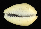 中文名：黃寶螺學名：Cypraea moneta Linnaeus, 1758