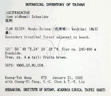 中文名：鼠刺英文名：Formosan Sweetspire學名：Itea oldhamii Schneider