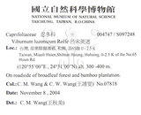 中文名：呂宋莢迷英文名：Luzon Viburnum學名：Viburnum luzonicum Rolfe