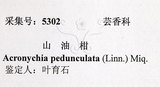 中文名：降真香英文名：Acronychia學名：Acronychia pedunculata (L.) Miq