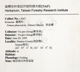 中文名：墨點櫻桃中文別名：黑星櫻英文名：Dark-spotted Cherry學名：Prunus phaeosticta (Hance) Maxim