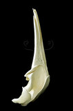 中文名：小鬚鯨英文名：minke whale學名：Balaenoptera acutorostrata