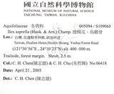 中文名：燈稱花中文別名：烏雞骨英文名：Rough-leaved holly學名：Ilex asprella (Hook. & Arn.) Champ