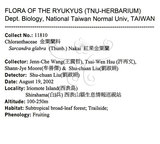 中文名：草珊瑚中文別名：紅果金粟蘭英文名：Glabrous Herbcoral學名：Sarcandra glabra (Thunb.) Nakai