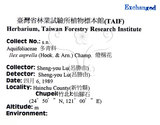 中文名：燈稱花中文別名：烏雞骨英文名：Rough-leaved holly學名：Ilex asprella (Hook. & Arn.) Champ