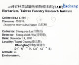 中文名：山紅柿英文名：Morris Persimmon學名：Diospyros morrisiana Hance