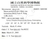 中文名：台灣山桂花英文名：Taiwan Maesa學名：Maesa perlaria (Lour.) Merr. var. formosana (Mez) Yuen P. Yang