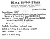 中文名：披針葉饅頭果英文名：Lanceolate-leaved Glochidion學名：Glochidion zeylanicum (Gaertn.) A. Juss. var. lanceolatum (Hayata) M. J. Deng & J. C. Wang