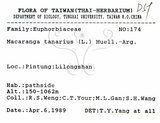 中文名：血桐英文名：Macaranga學名：Macaranga tanarius (L.) Muell.-Arg