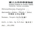 中文名：草珊瑚中文別名：紅果金粟蘭英文名：Glabrous Herbcoral學名：Sarcandra glabra (Thunb.) Nakai