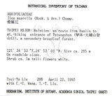 中文名：燈稱花中文別名：烏雞骨英文名：Rough-leaved holly學名：Ilex asprella (Hook. & Arn.) Champ