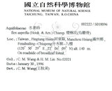 中文名：燈稱花中文別名：烏雞骨英文名：Rough-leaved holly學名：Ilex asprella (Hook. & Arn.) Champ