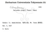 中文名：草珊瑚中文別名：紅果金粟蘭英文名：Glabrous Herbcoral學名：Sarcandra glabra (Thunb.) Nakai