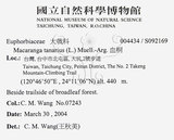 中文名：血桐英文名：Macaranga學名：Macaranga tanarius (L.) Muell.-Arg