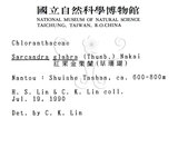 中文名：草珊瑚中文別名：紅果金粟蘭英文名：Glabrous Herbcoral學名：Sarcandra glabra (Thunb.) Nakai