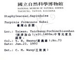 中文名：山香圓英文名：Formosam turpinia學名：Turpinia formosana Nakai