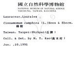 中文名：樟樹英文名：Camphor Tree學名：Cinnamomum camphora (L.) Presl