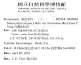 中文名：台灣山桂花英文名：Taiwan Maesa學名：Maesa perlaria (Lour.) Merr. var. formosana (Mez) Yuen P. Yang