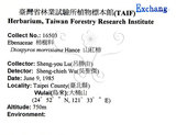 中文名：山紅柿英文名：Morris Persimmon學名：Diospyros morrisiana Hance