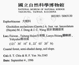 中文名：披針葉饅頭果英文名：Lanceolate-leaved Glochidion學名：Glochidion zeylanicum (Gaertn.) A. Juss. var. lanceolatum (Hayata) M. J. Deng & J. C. Wang