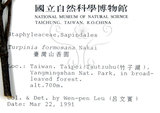 中文名：山香圓英文名：Formosam turpinia學名：Turpinia formosana Nakai