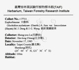 中文名：披針葉饅頭果英文名：Lanceolate-leaved Glochidion學名：Glochidion zeylanicum (Gaertn.) A. Juss. var. lanceolatum (Hayata) M. J. Deng & J. C. Wang