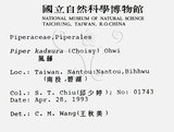 中文名：風藤英文名：Pepper學名：Piper kadsura (Choisy) Ohwi