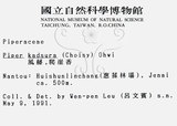 中文名：風藤英文名：Pepper學名：Piper kadsura (Choisy) Ohwi