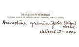 中文名：葦草蘭中文別名：鳥仔花竹葉蘭學名：Arundina graminifolia (D. Don) Hochr