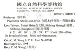 中文名：九節木中文別名：牛屎烏青龍吐霧英文名：Wild Coffee學名：Psychotria rubra (Lour.) Poir