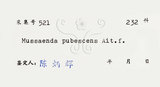 中文名：毛玉葉金花英文名：Downy Mussanenda, Mussaenda, Taiwan Mussnenda學名：Mussaenda pubescens Ait. f