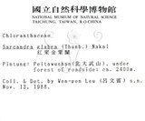 中文名：草珊瑚中文別名：紅果金粟蘭英文名：Glabrous Herbcoral學名：Sarcandra glabra (Thunb.) Nakai