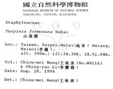 中文名：山香圓英文名：Formosam turpinia學名：Turpinia formosana Nakai