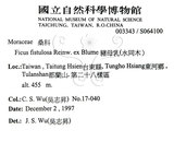 中文名：豬母乳中文別名：水同木英文名：Milk tree學名：Ficus fistulosa Reinw. ex Blume