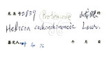 中文名：紅葉樹英文名：Red-leaved Helicia學名：Helicia cochinchinensis Lour
