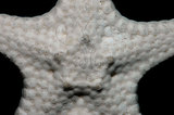 中文名：鼠李角海星學名：Stellasteropsis colubrinus Macan, 1938