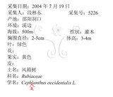 中文名：風箱樹學名：Cephalanthus occidentalis Linn