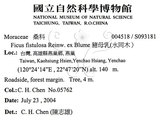 中文名：豬母乳中文別名：水同木英文名：Milk tree學名：Ficus fistulosa Reinw. ex Blume