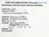 中文名：山紅柿英文名：Morris Persimmon學名：Diospyros morrisiana Hance