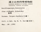 中文名：鼠刺英文名：Formosan Sweetspire學名：Itea oldhamii Schneider
