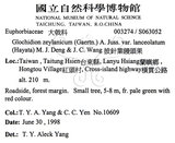 中文名：披針葉饅頭果英文名：Lanceolate-leaved Glochidion學名：Glochidion zeylanicum (Gaertn.) A. Juss. var. lanceolatum (Hayata) M. J. Deng & J. C. Wang