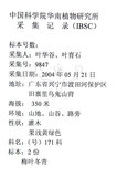 中文名：燈稱花中文別名：烏雞骨英文名：Rough-leaved holly學名：Ilex asprella (Hook. & Arn.) Champ