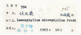中文名：抱樹蕨中文別名：伏石蕨學名：Lemmaphyllum microphyllum Presl