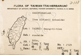 中文名：鼠刺英文名：Formosan Sweetspire學名：Itea oldhamii Schneider