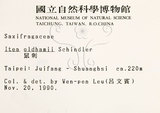 中文名：鼠刺英文名：Formosan Sweetspire學名：Itea oldhamii Schneider