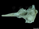 中文名：銀杏齒喙鯨英文名：Ginkgo-toothed beaked whale學名：Mesoplodon ginkgodens