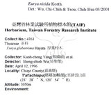 中文名：光葉柃木中文別名：細齒葉柃學名：Eurya nitida Korthals