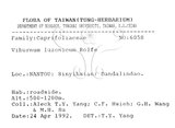 中文名：呂宋莢迷英文名：Luzon Viburnum學名：Viburnum luzonicum Rolfe