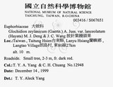 中文名：披針葉饅頭果英文名：Lanceolate-leaved Glochidion學名：Glochidion zeylanicum (Gaertn.) A. Juss. var. lanceolatum (Hayata) M. J. Deng & J. C. Wang