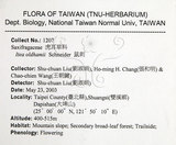 中文名：鼠刺英文名：Formosan Sweetspire學名：Itea oldhamii Schneider